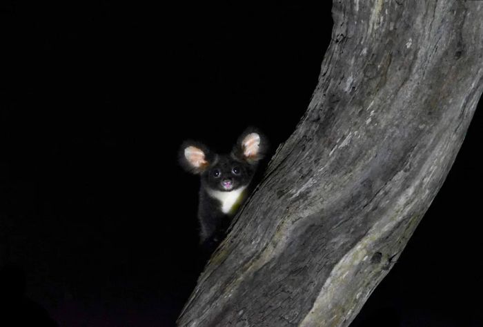 NATURE_Greater glider