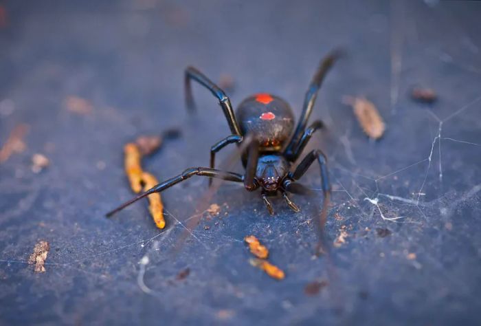 NATURE_AUSTRALIAN_BLACK_WIDOW_REDBACK_SPIDER