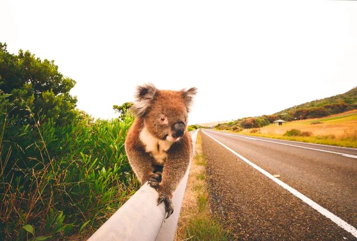 AUSTRALIA_VICTORIA_THEME_ANIMAL_KOALA