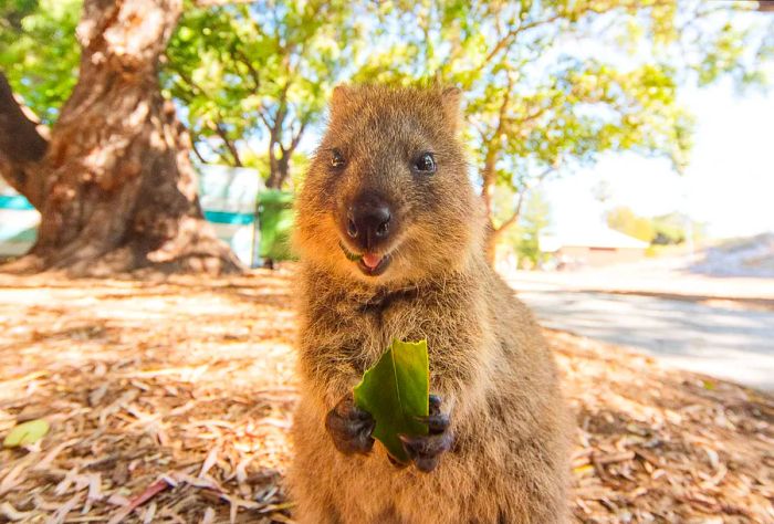 ANIMAL_QUOKKA