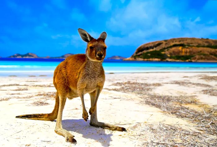 AUSTRALIA_LUCKY-BAY_THEME_ANIMAL_KANGAROO