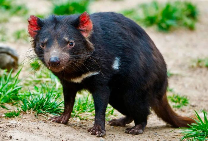 ANIMALS_TASMANIAN-DEVIL_Sarcophilus harrisii