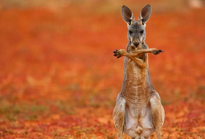 ANIMAL_RED-KANGAROO