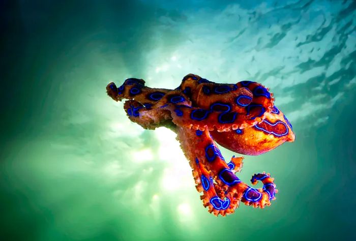 AUSTRALIA_THEME_NATURE_BLUE-RINGED_OCTOPUS