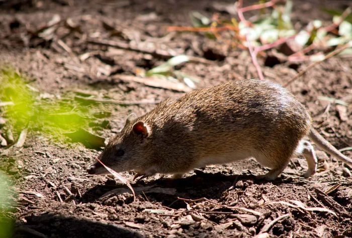 NATURE_POTOROO