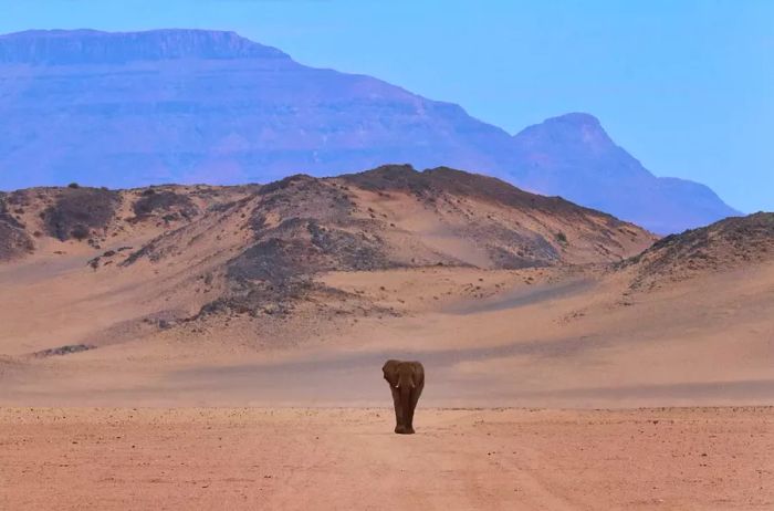 A majestic elephant in Namibia