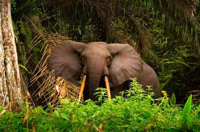 African Forest Elephant Loxodonta in Loango National Park, Gabon