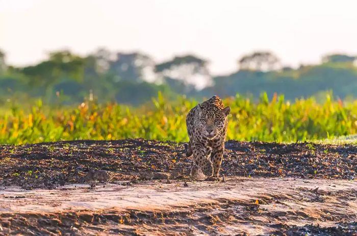 A wild jaguar (Panthera onca) on the move along a beach in the Pantanal, Mato Grosso, Brazil.