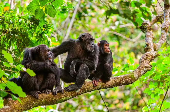 A chimpanzee family in Mahale Mountain National Park, Tanzania