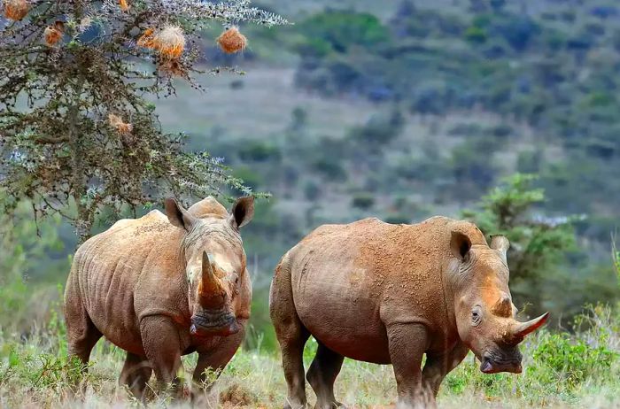 White rhinos at the Ol Jogi rhino sanctuary in Laikipia County, Nairobi.