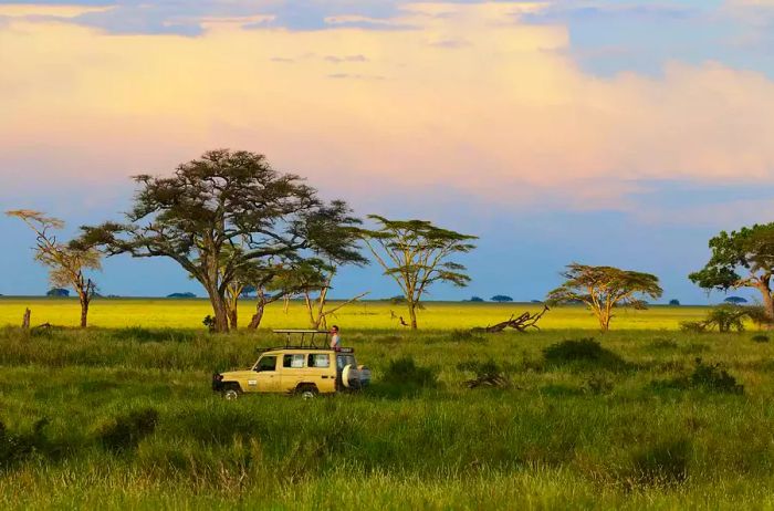 Experience a safari in Serengeti National Park