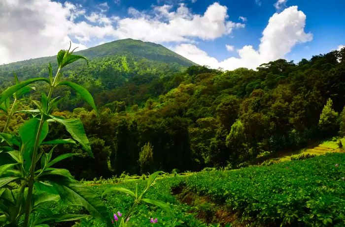 Mt. Bisoke in Volcanoes National Park, Rwanda