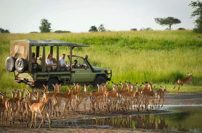 Dunia Camp guests on a game drive with bush bucks