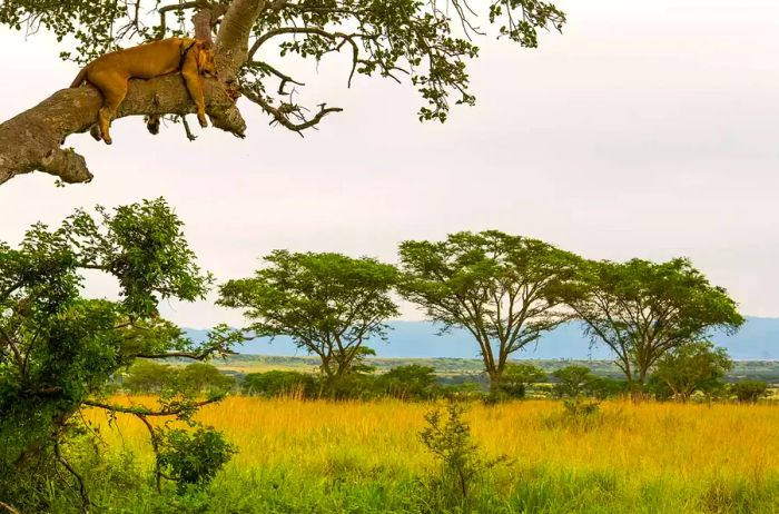 A lion perched in a tree in Queen Elizabeth National Park