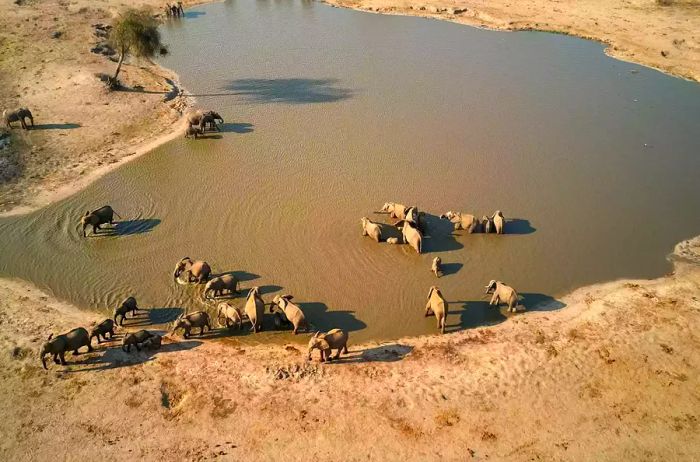 Elephants gathered at a waterhole in Hwange National Park, Zimbabwe