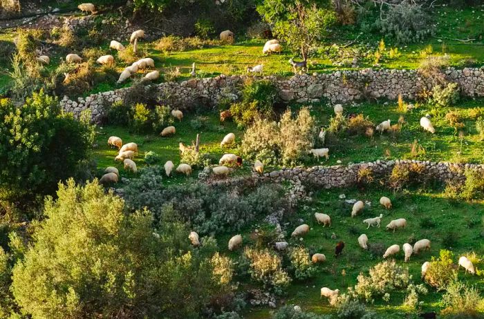 A flock of sheep grazing on lush grass.