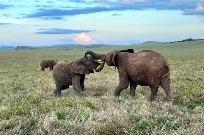 Two young elephants frolicking in Lewa Conservancy.