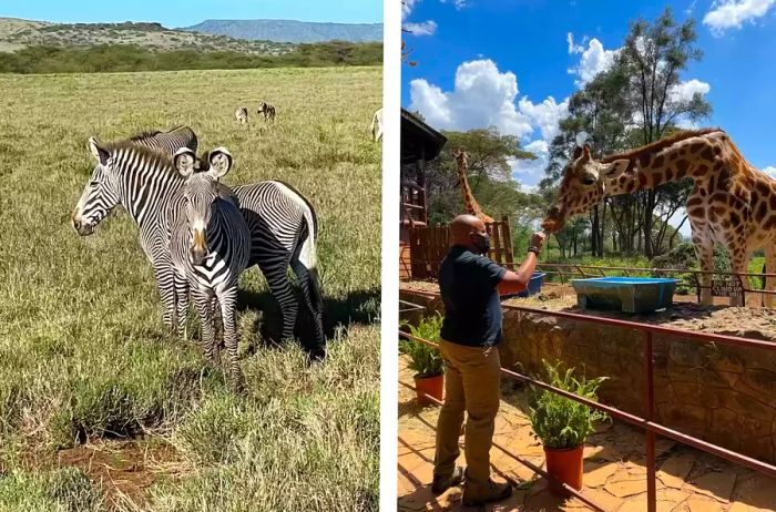 Kwin feeding the endangered Rothschild giraffes at the Giraffe Centre in Nairobi, Kenya.