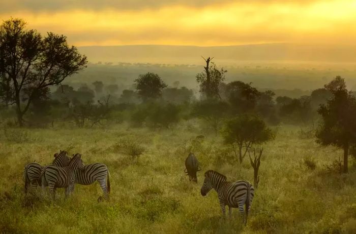 A misty morning featuring zebras and wildebeest in Kruger National Park, South Africa