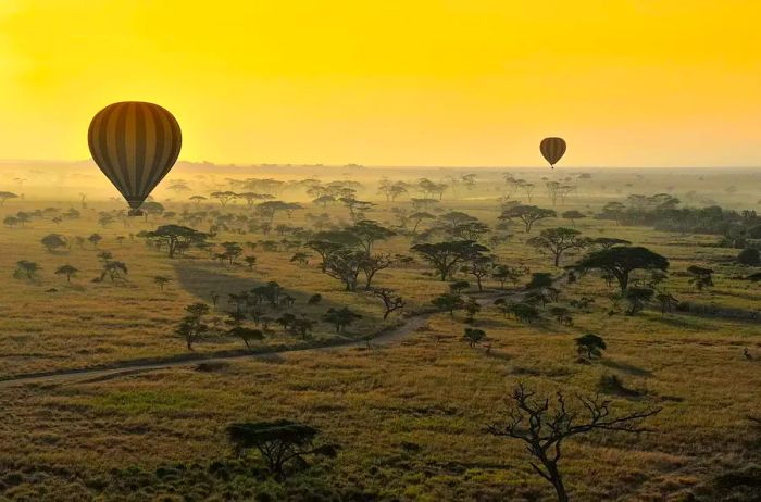 Hot air balloons rising at dawn over Serengeti National Park, Tanzania