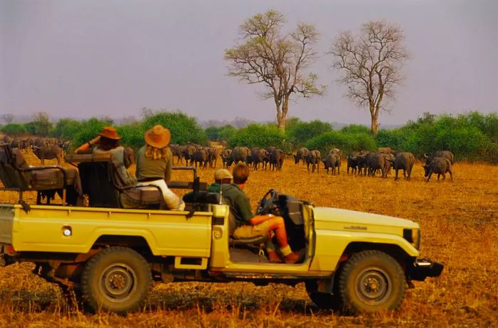 A safari experience in South Luangwa National Park, Zambia