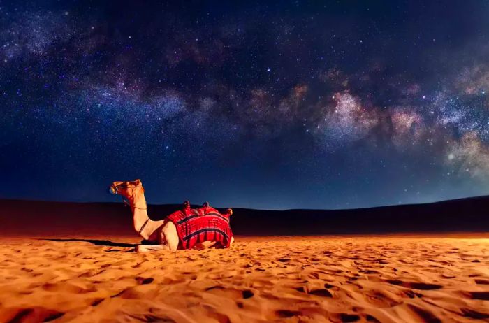 A camel resting on a sand dune beneath the Milky Way and twinkling stars