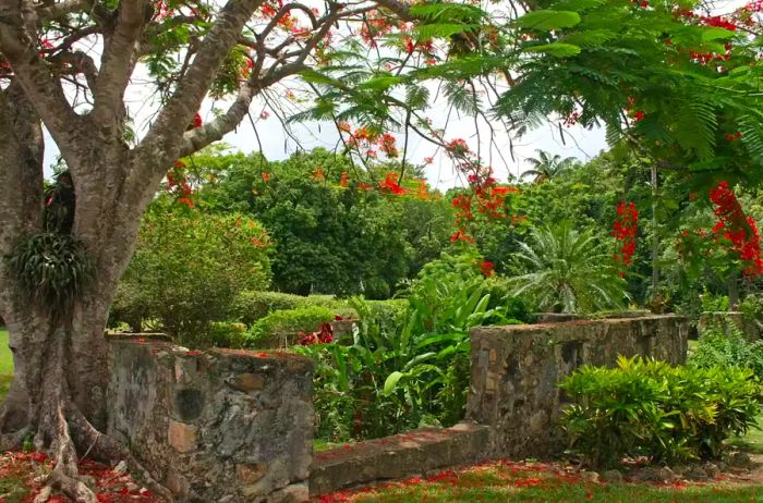 At St. George Village Botanical Garden, situated on the grounds of a former sugar plantation, lush gardens flourish among the stone ruins.