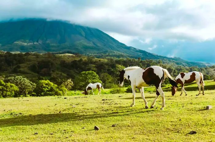 Horses grazing near the majestic Arenal Volcano in Costa Rica