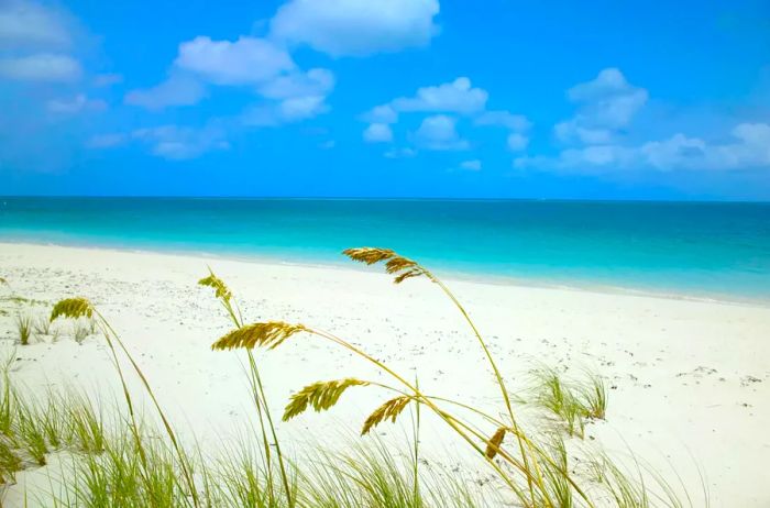 Caribbean, ocean, tropical, resort, palm, beach, blue, white, hotel, sky, azure, island