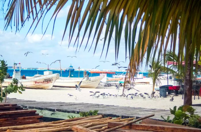 Seagulls flock at Playa Norte in Isla Mujeres, famous for its crystal-clear waters and recognized as one of the best beaches worldwide.