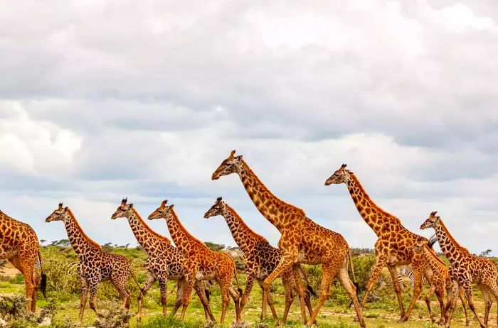 A herd of Masai giraffes in the wild