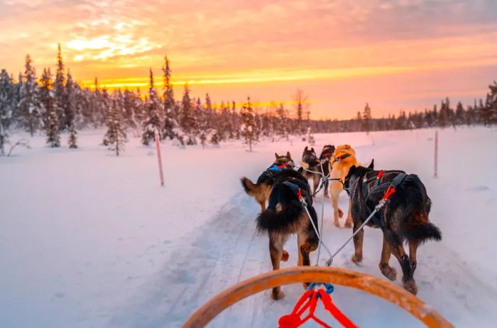 Experience dog sledding in the enchanting winter landscapes of Lapland, Finland