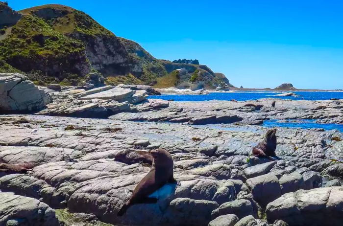 Discovering Kaikoura Peninsula, home to a colony of seals, New Zealand