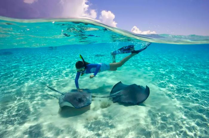 Southern Stingray (Dasyatis americana). Stingray City, Grand Cayman Islands, British West Indies