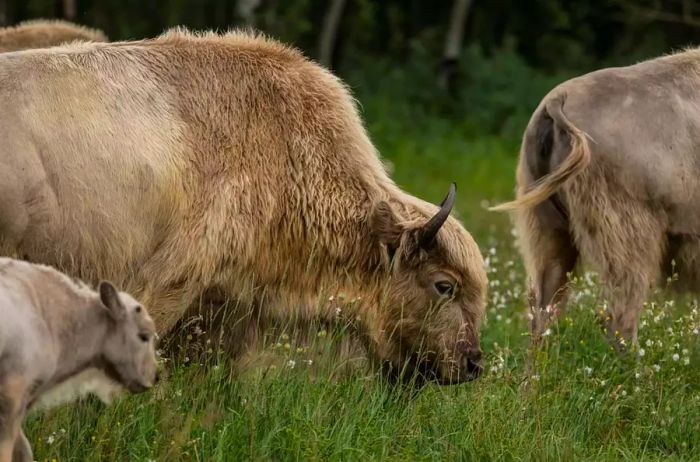 Herd of white bison