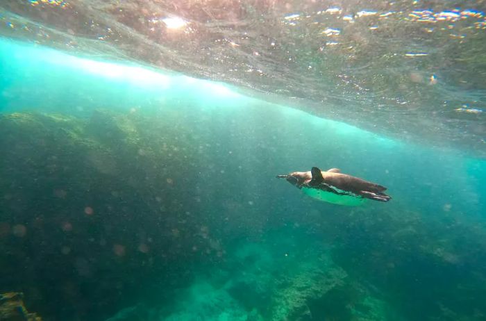 A penguin gracefully swims beneath the waves