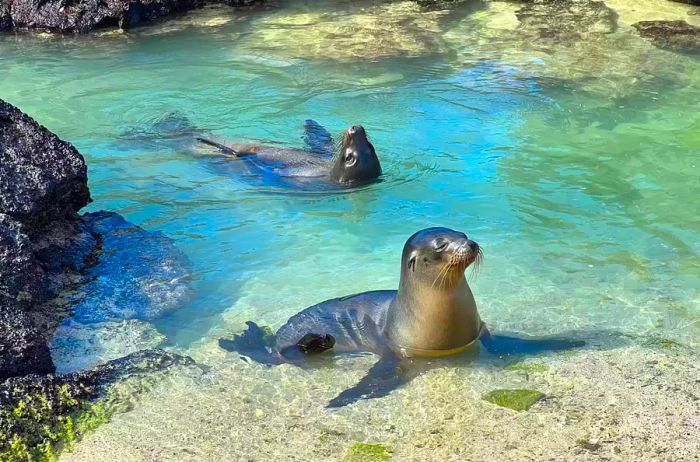 Seals frolic in the water, relishing their time