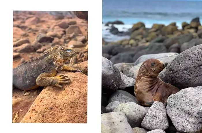 A terrestrial iguana and a seal pup spotted on North Seymour Island