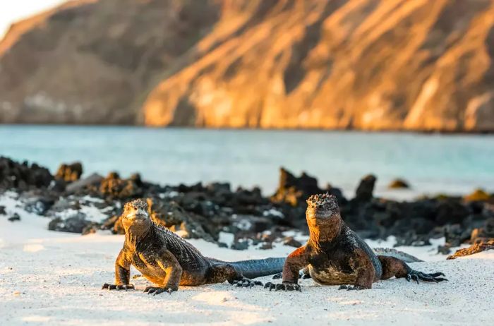 Marine iguanas basking on the beach at Cerro Brujo, San Cristobal Island