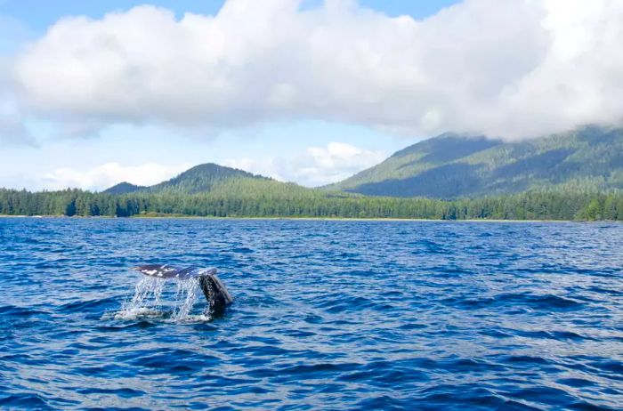 The tail of a local grey whale gracefully emerging in the waters around Tofino, British Columbia, as it dives beneath the surface.