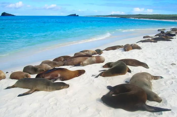 Sea lions basking on a beach in the Galapagos.