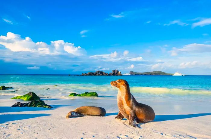 A Galapagos sea lion (Zalophus wollebaeki) relaxing on the beach of Espanola island