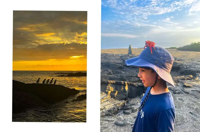 A pair of photos from the Galapagos, one featuring penguins perched on a rock, and the other showing a boy wearing a crab shell as a hat.