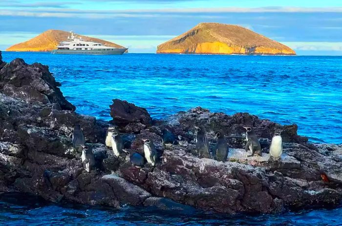 Penguins resting on a rocky outcrop by the ocean