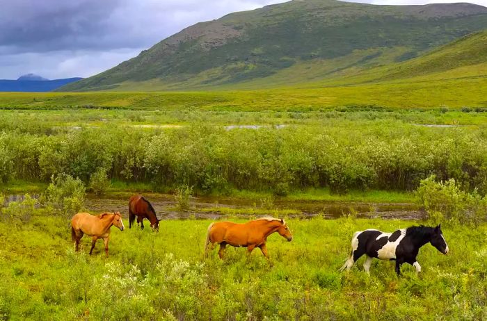 Located in the Yukon Territory of Canada, Tombstone Territorial Park sits in central Yukon, near the southern end of the Dempster Highway.