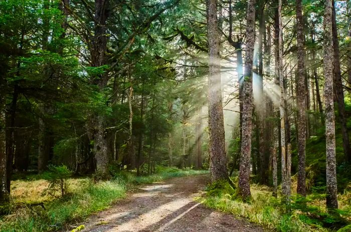 Sunlight filters through the lush forest of Haida Gwaii