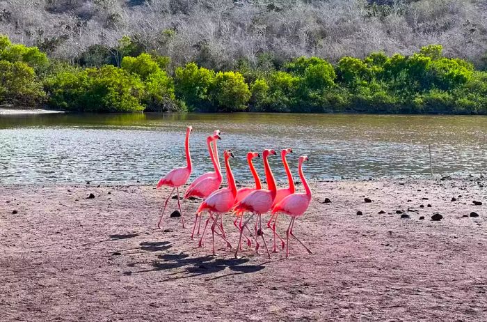 Flamingos on Rabida Island in the Galápagos