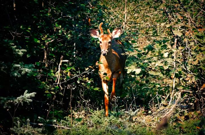 A young deer stands gracefully amidst the woods.