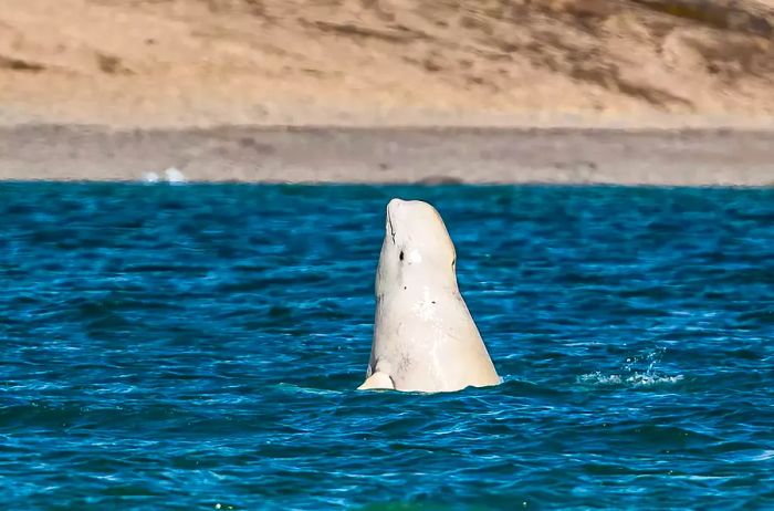 Beluga Whale or White Whale, Delphinapterus leucas, Cunningham Inlet, Somerset Island, Nunavut, Canada, Canadian Arctic Archipelago, Monodontidae - stock photo