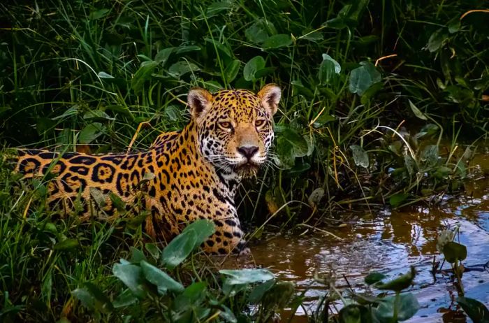 A wild jaguar wades into the water to hunt in the Pantanal wetlands.